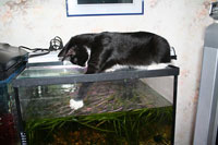 Кошка рыбачит в пресняке